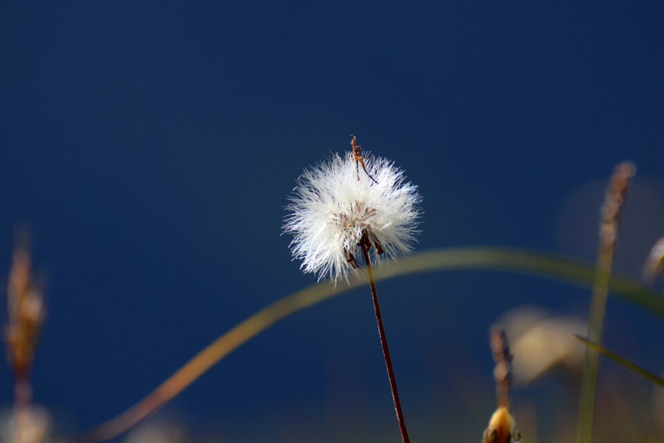 Close up seeds nature photo