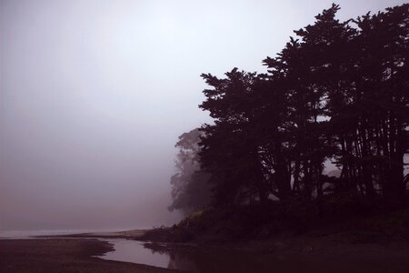Plants nature foggy