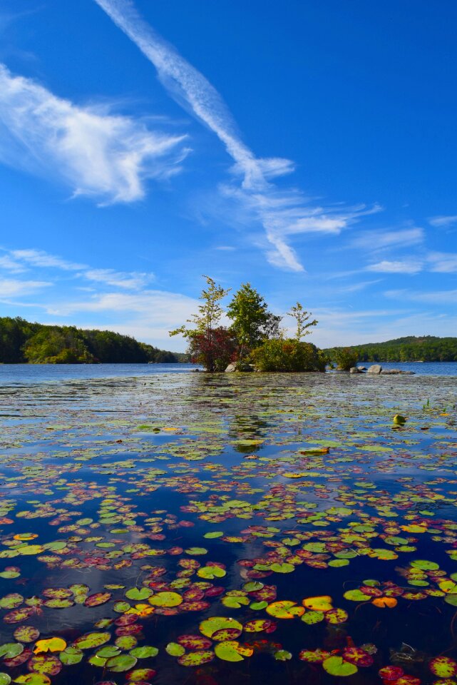 Landscape lily pads trees