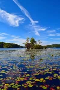 Landscape lily pads trees