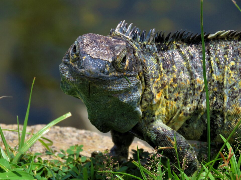 Iguana reptile lizard