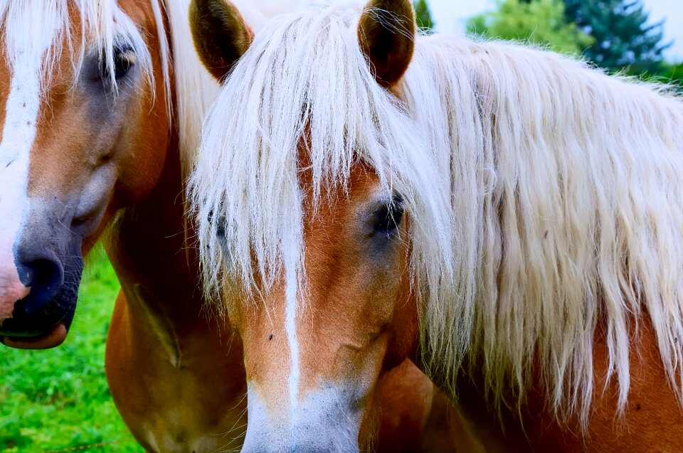 Face brown eyes horse