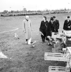 Viering 35 jarig bestaan N.P.G. (Nederlands Padvindsters Gilde) Jubeldag op de, Bestanddeelnr 934-5345