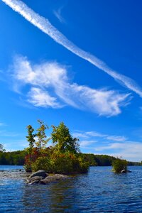 Landscape lily pads trees