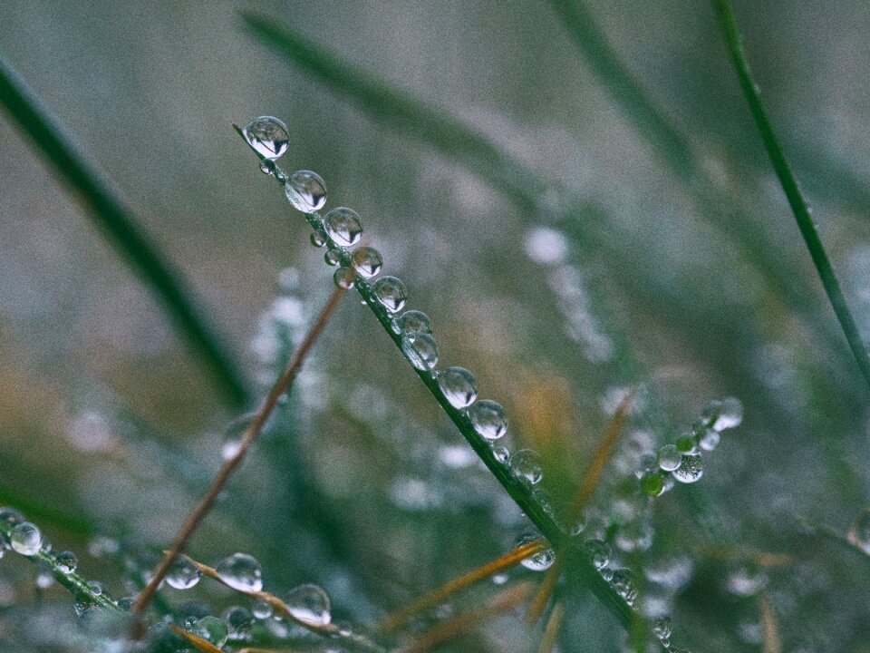 Drops wet nature