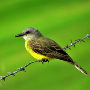 Bird yellow bird barbed wire photo