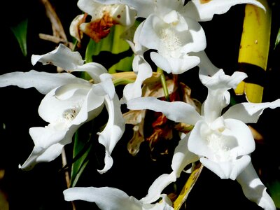 Reunion island nature flowers orchid