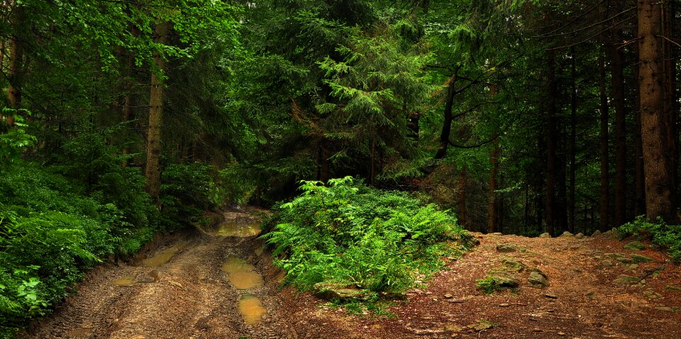 The path trail mountains photo