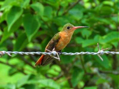 Hummingbird bird perched on a wire photo