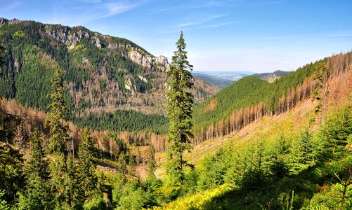 Poland forest mountains photo