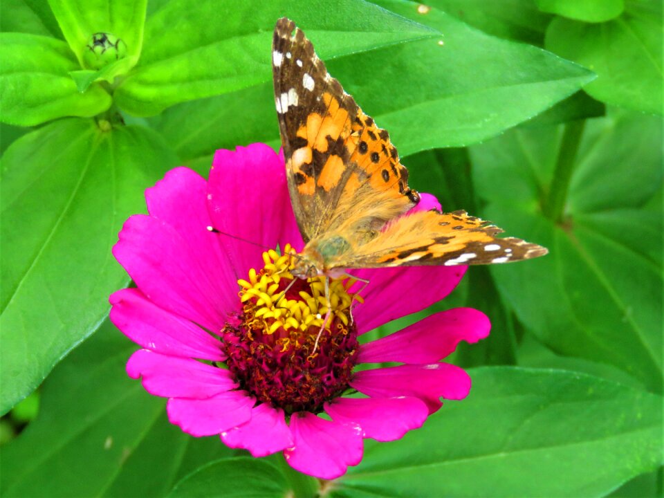 Butterfly pink flower tropical garden
