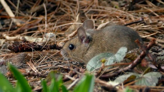 Animal world animal small
