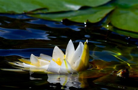 Nature pond plant