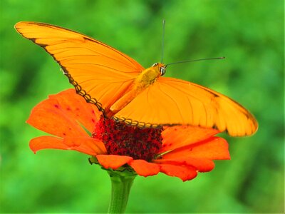 Orange butterfly orange flower photo