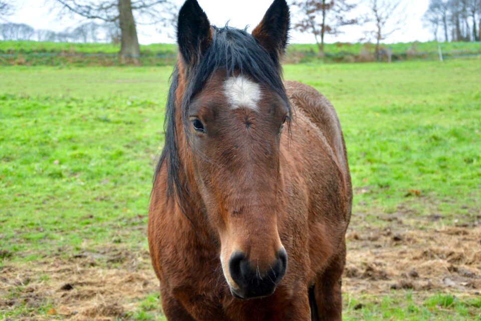 Portrait animal horse head