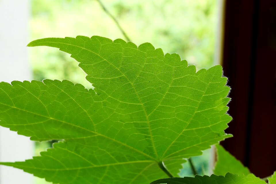 Plant houseplant branch
