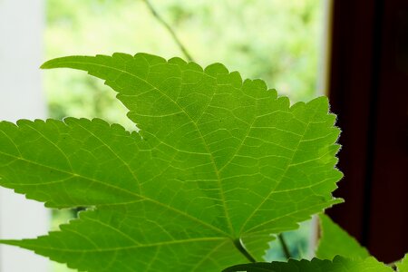 Plant houseplant branch