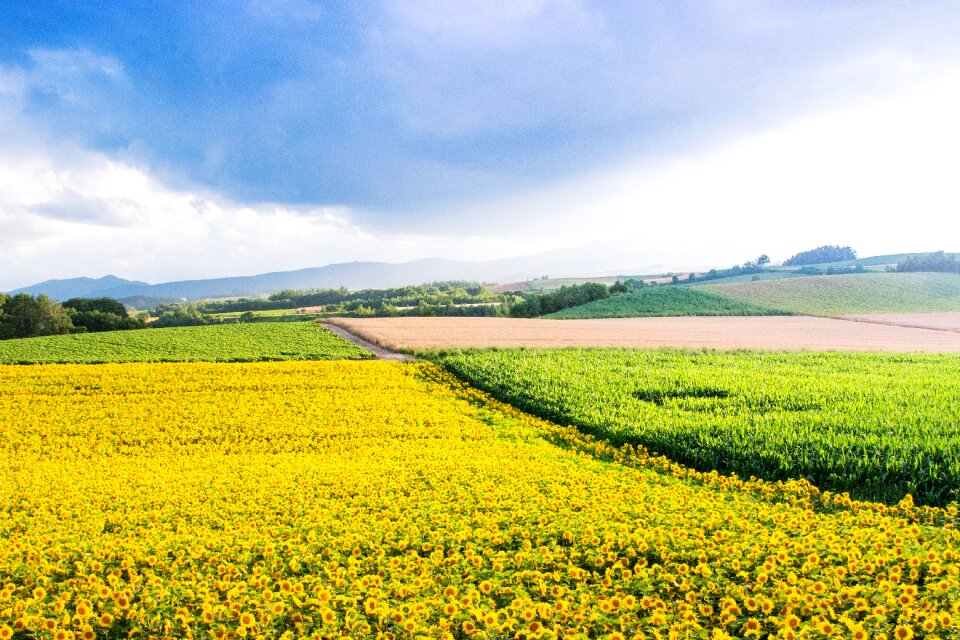 Biei sunflower country