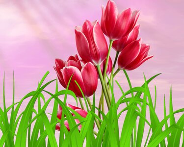 Tulip summer flowers