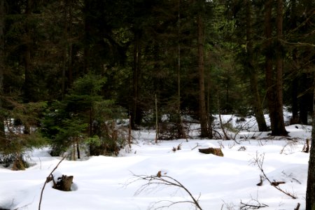View from track Unterstmatt to Ochsenstall 2020-03-14 22