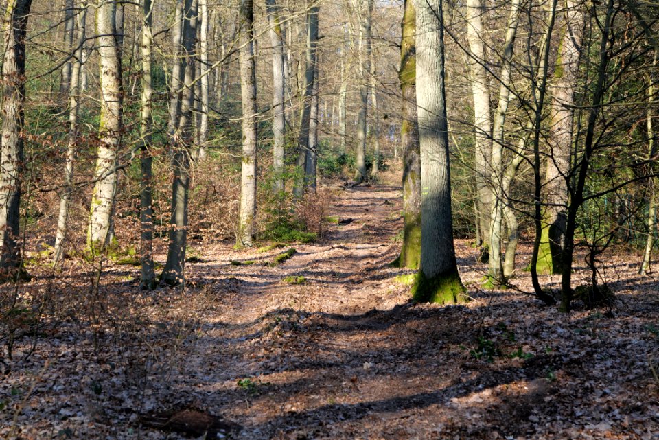 View from Jagdhüttenweg Kronberg 2020-03-25 13