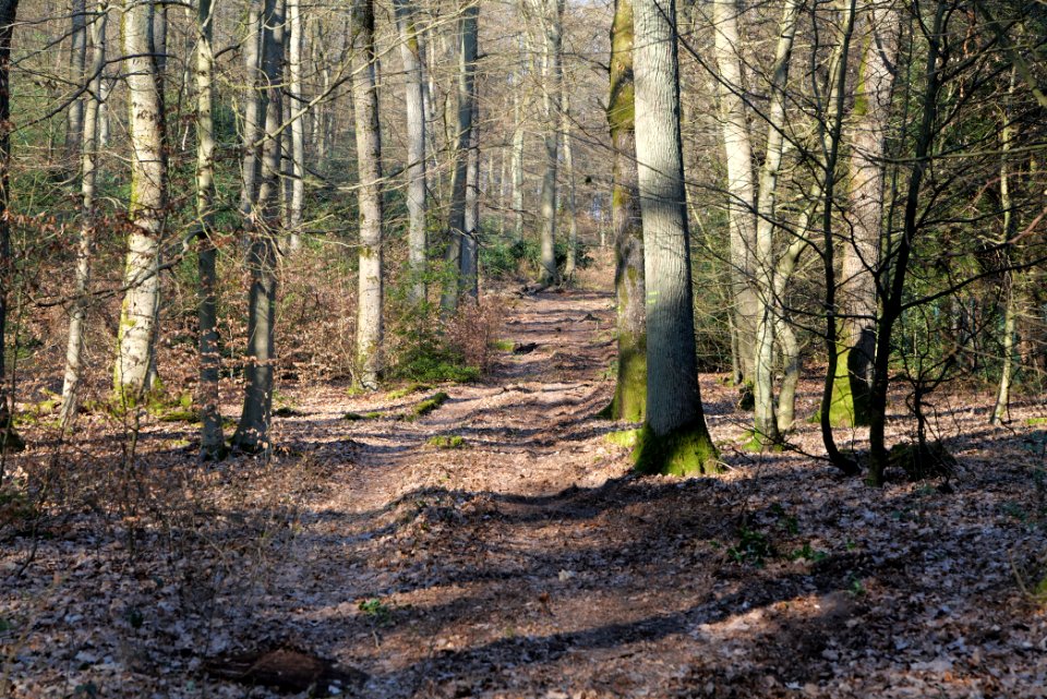 View from Jagdhüttenweg Kronberg 2020-03-25 12