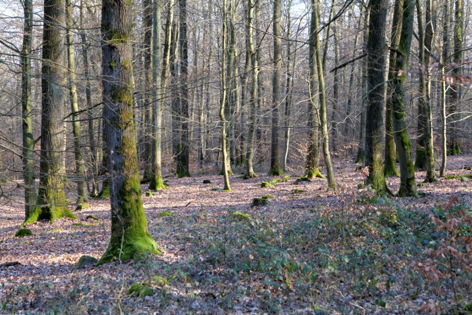 View from Jagdhüttenweg Kronberg 2020-03-25 09