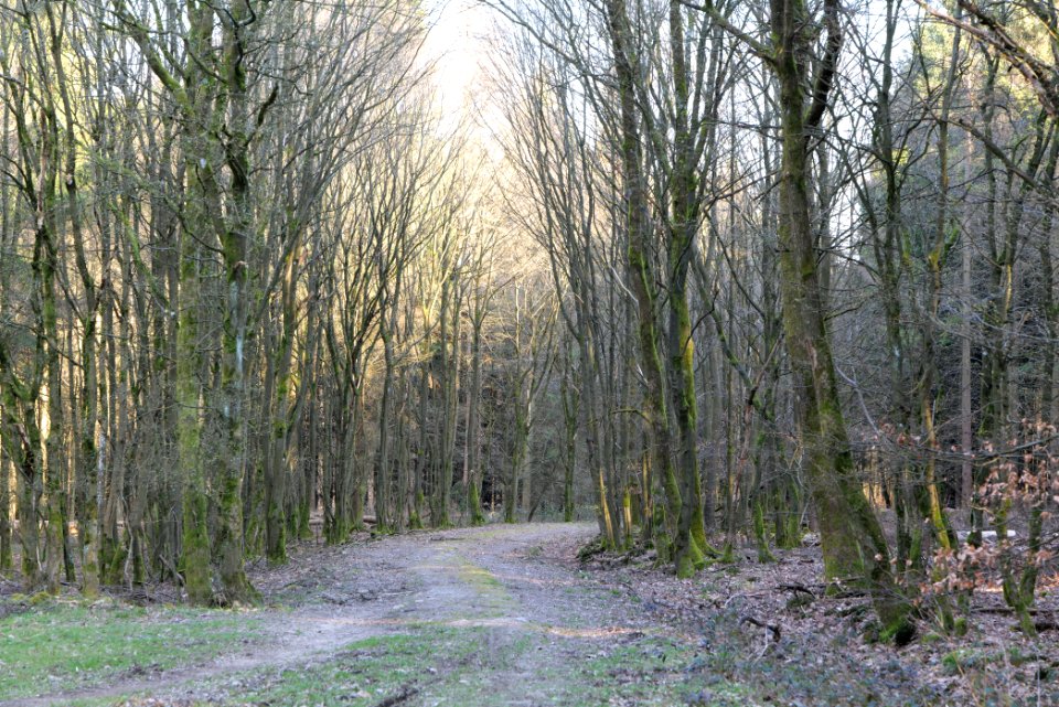 View from Jagdhüttenweg Kronberg 2020-03-25 03