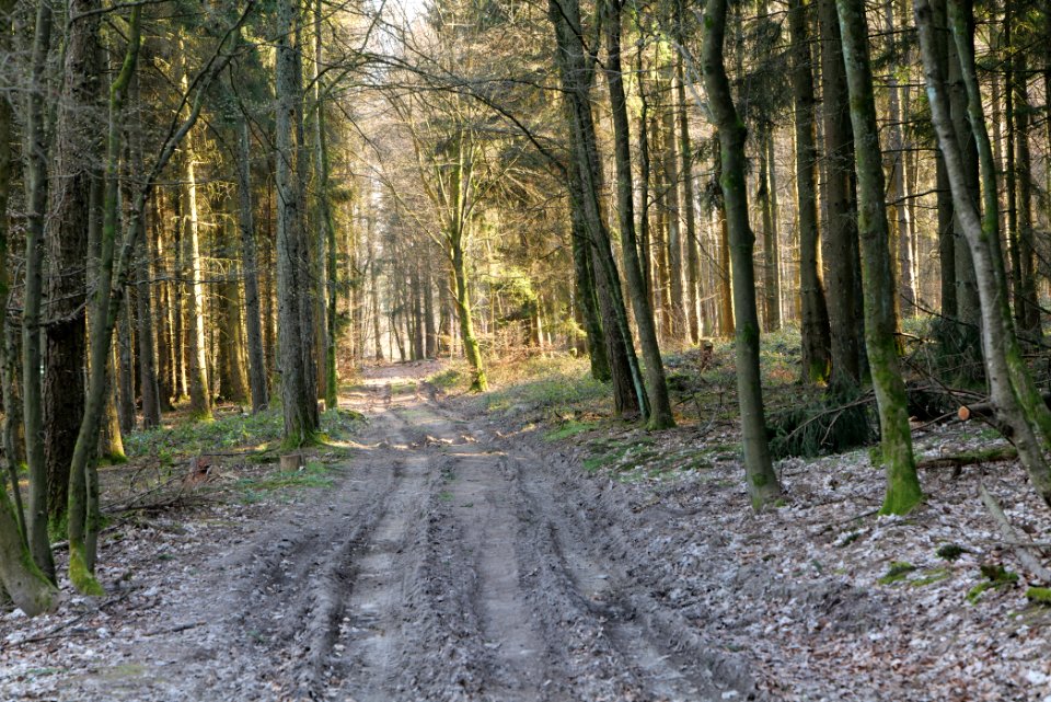 View from Jagdhüttenweg Kronberg 2020-03-25 01