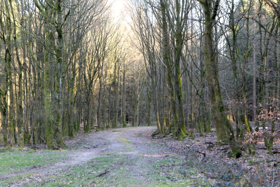 View from Jagdhüttenweg Kronberg 2020-03-25 04