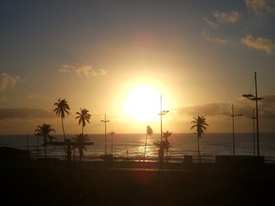 Sunset heights coconut trees photo