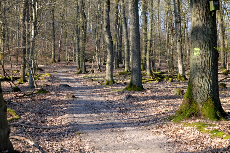 View from Jagdhüttenweg Kronberg 2020-03-25 14