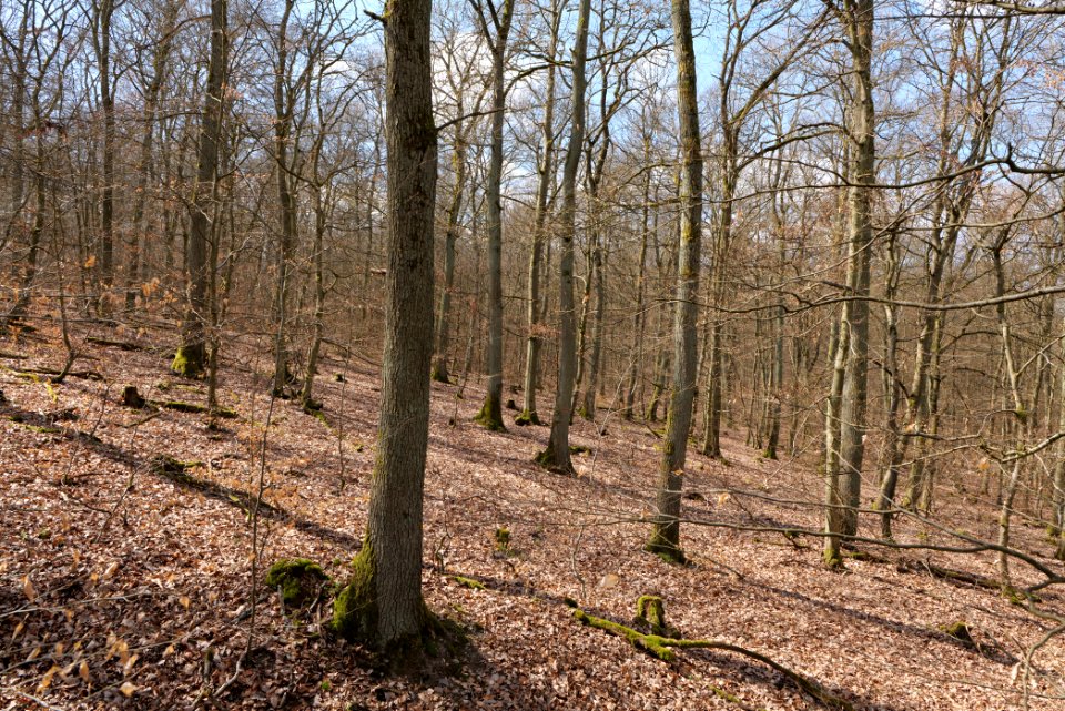 View from Limes trail Taunus Ober-Mörlen 2021-04-02 08