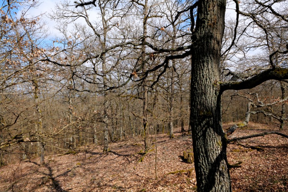 View from Limes trail Taunus Ober-Mörlen 2021-04-02 09