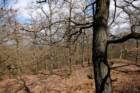 View from Limes trail Taunus Ober-Mörlen 2021-04-02 09