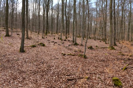 View from Limes trail Taunus Ober-Mörlen 2021-04-02 03