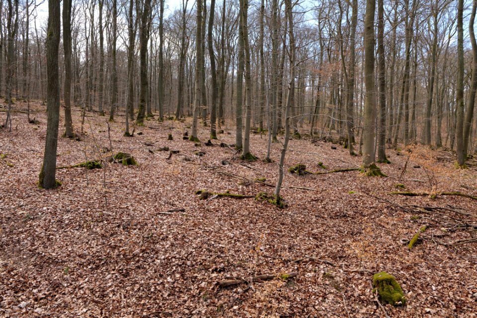 View from Limes trail Taunus Ober-Mörlen 2021-04-02 04