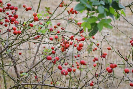 Thorns rose hip plant
