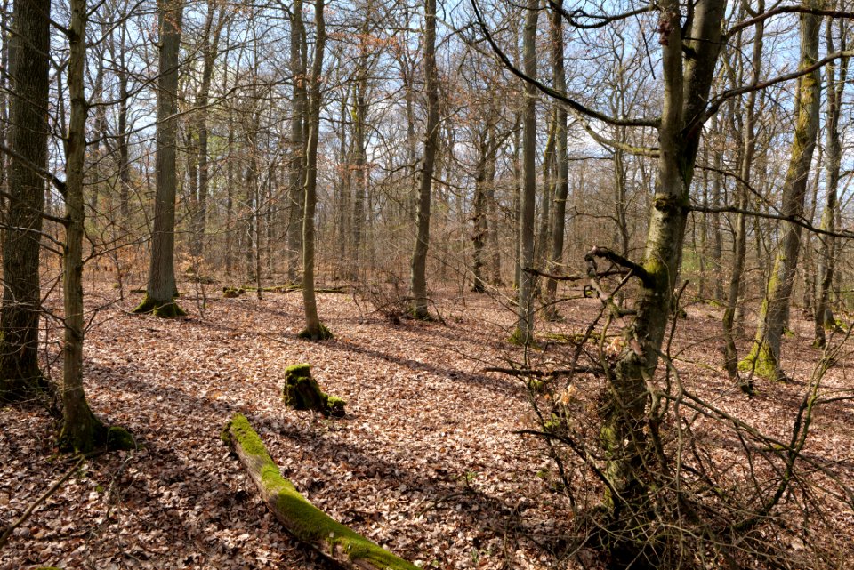 View from Limes trail Taunus Ober-Mörlen 2021-04-02 15