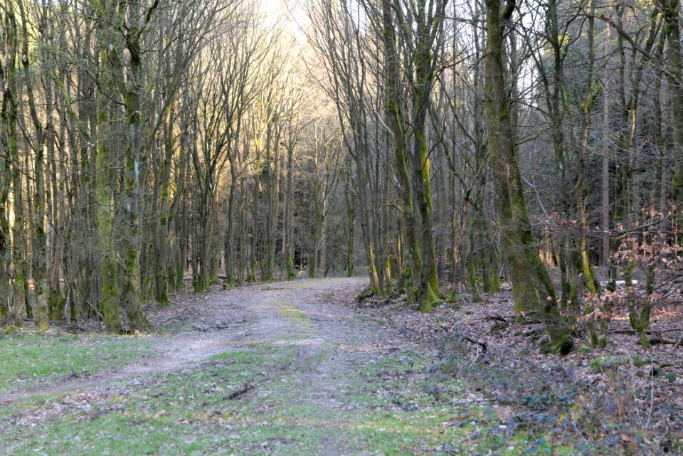 View from Jagdhüttenweg Kronberg 2020-03-25 02