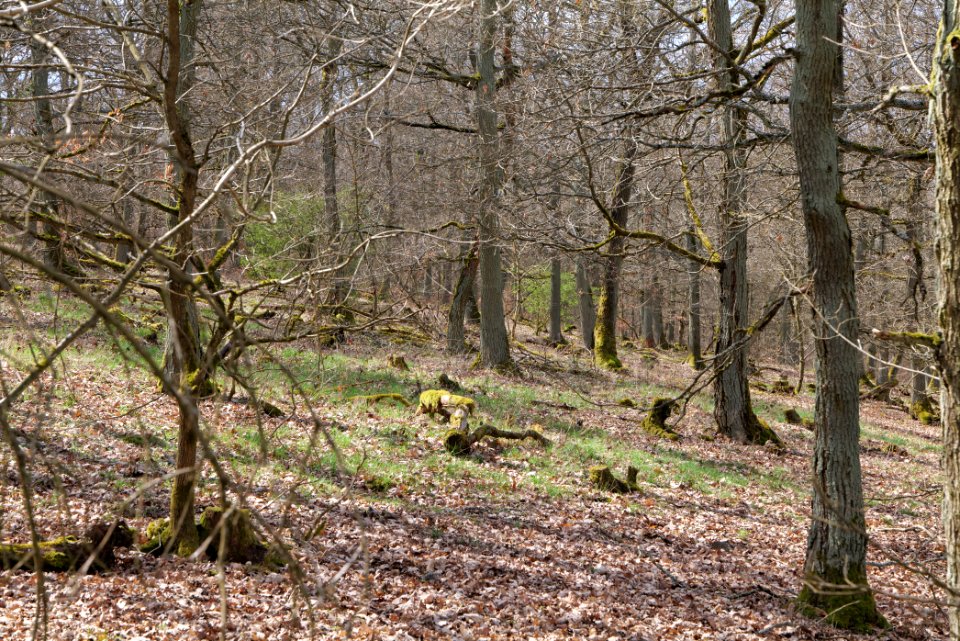 View from Limes trail Taunus Ober-Mörlen 2021-04-02 14