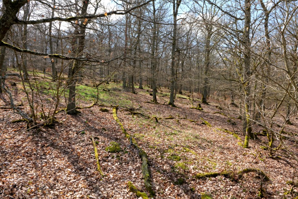 View from Limes trail Taunus Ober-Mörlen 2021-04-02 11