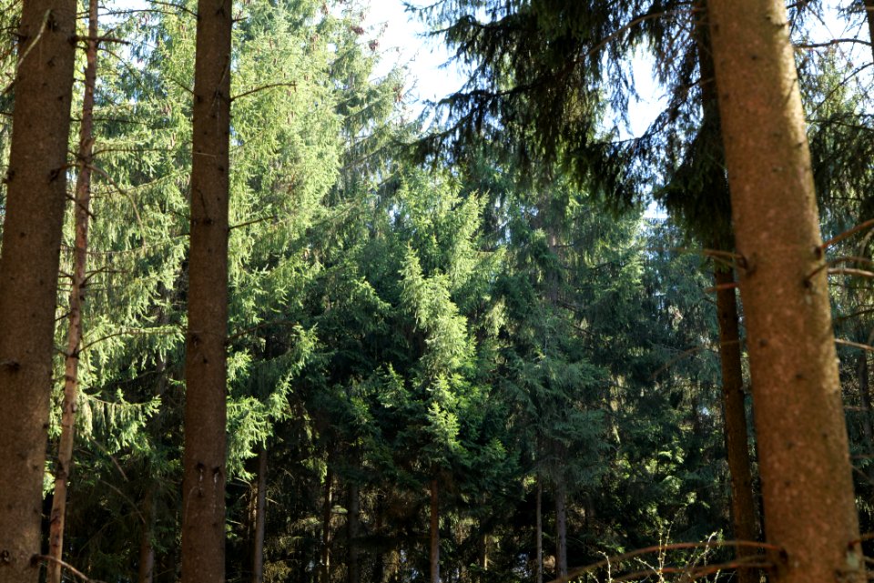 View from Limes trail Taunus Ockstadt 2021-04-02 03
