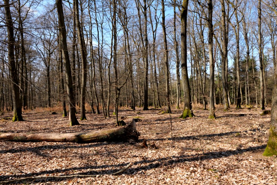 View from Limes trail Taunus Wehrheim 2021-04-02 29