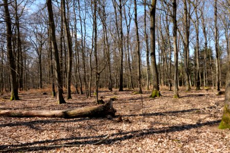 View from Limes trail Taunus Wehrheim 2021-04-02 29