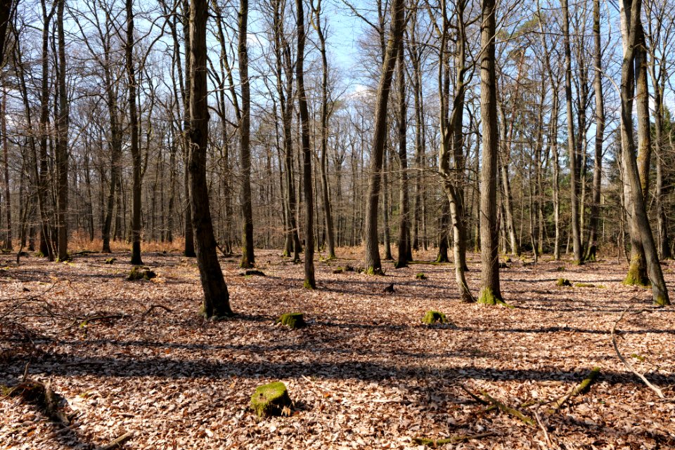View from Limes trail Taunus Wehrheim 2021-04-02 27