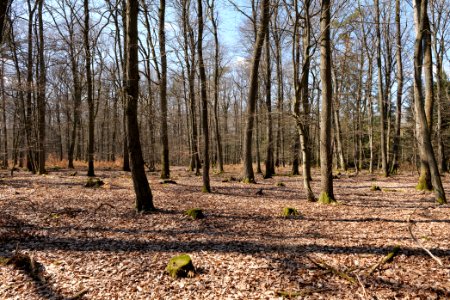 View from Limes trail Taunus Wehrheim 2021-04-02 27