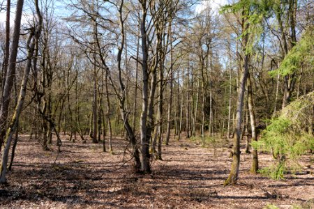 View from Limes trail Taunus Wehrheim 2021-04-02 19