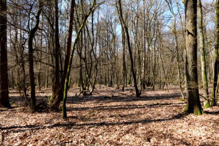 View from Limes trail Taunus Wehrheim 2021-04-02 20