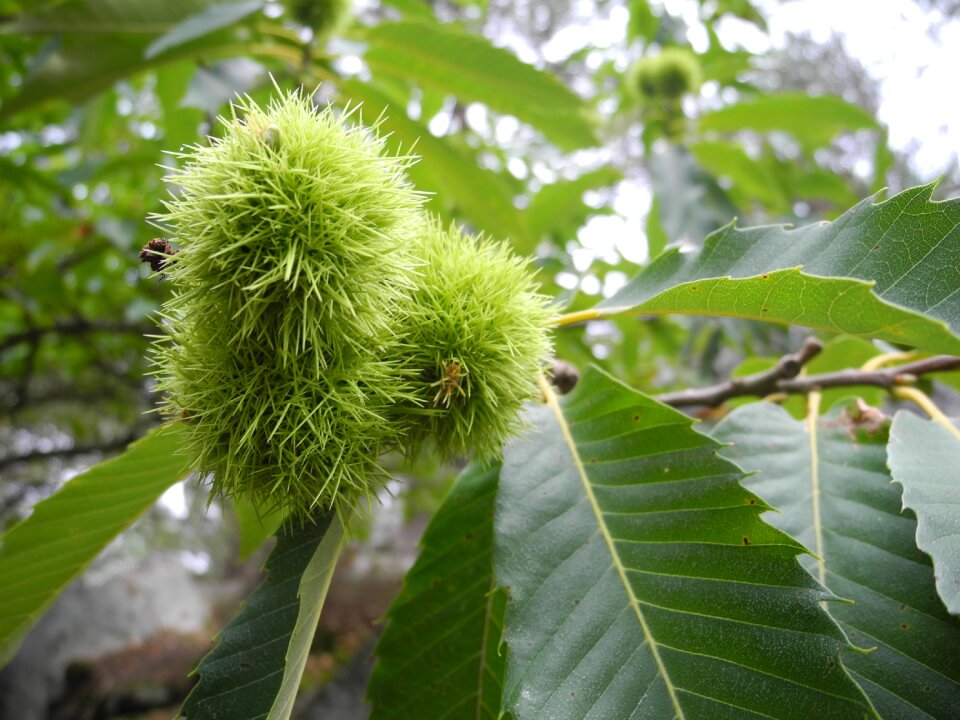 Green nature macro